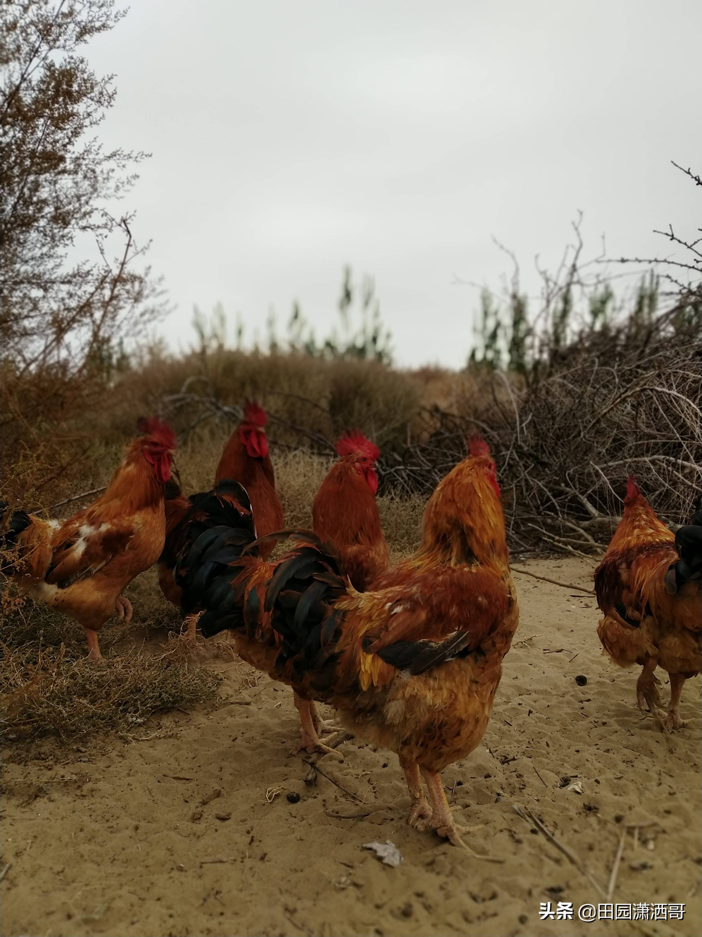 原创农村老妈妈放养的红公鸡霸气十足沙漠觅食的健壮身姿令人叹服