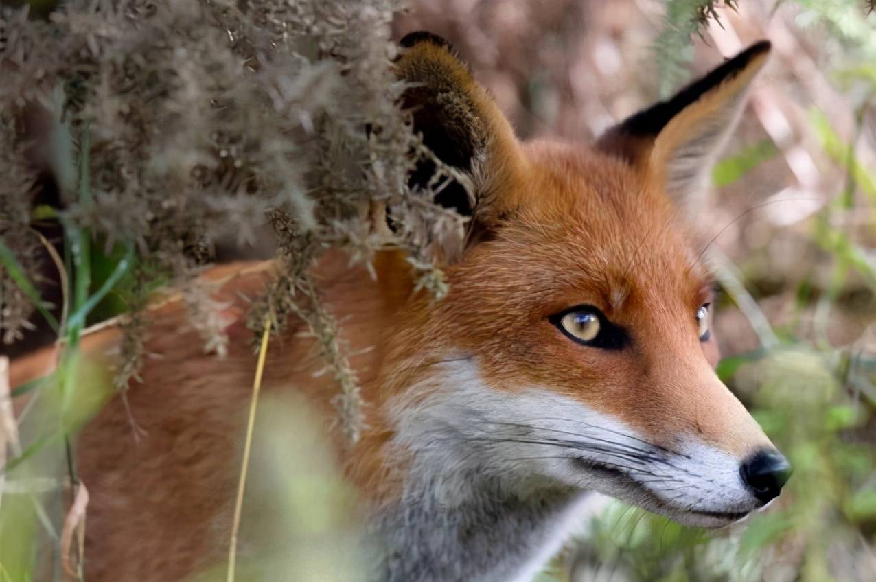 聪明又可爱的狐狸,《疯狂动物园》里的智慧担当_红狐_野鸭_猎物