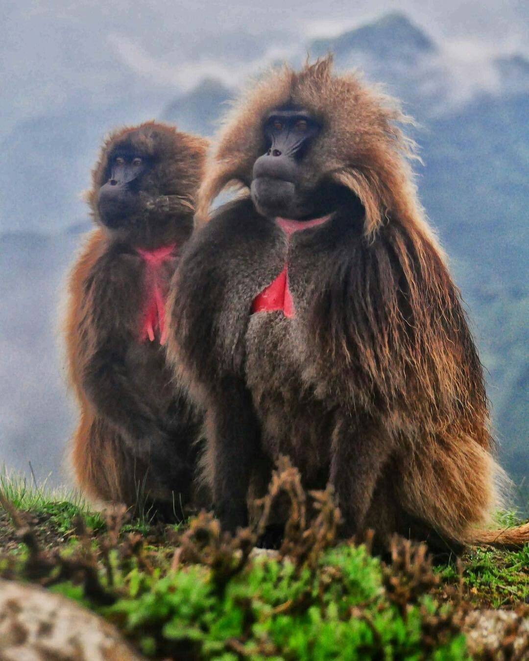 原创当一只雄性狒狒加入团体雌狒狒身材部立即时尚我已经准备好了