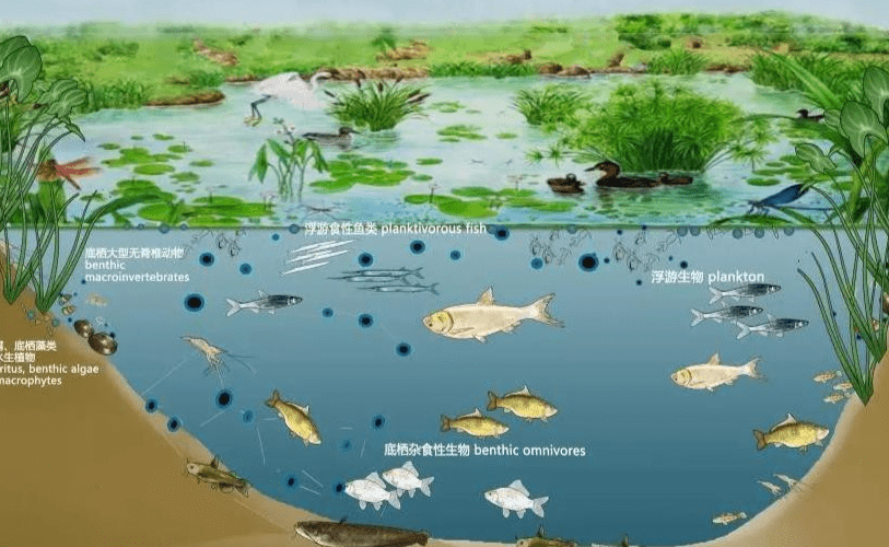 长江禁渔长达10年鱼类会不会泛滥从而导致水生态崩塌