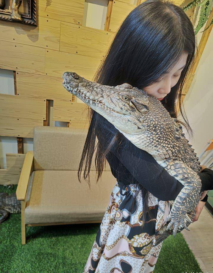 原创台湾美女养鳄鱼鳄鱼离家出走上新闻还被骂态度差她揭内幕被阴了