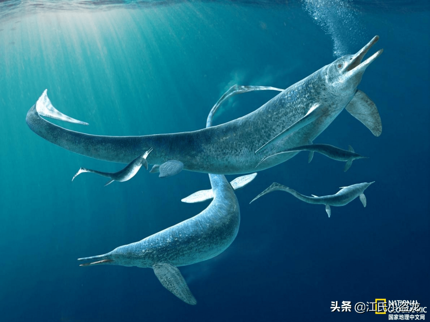 遠古兇猛海怪,獵物竟和自己一樣大_魚龍_貴州_化石