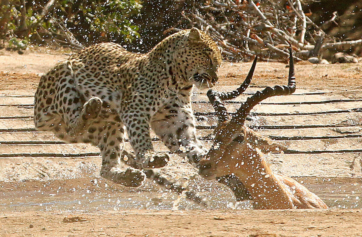 原创凶狠残酷的野蛮世界盘点动物捕食瞬间网友太可怕