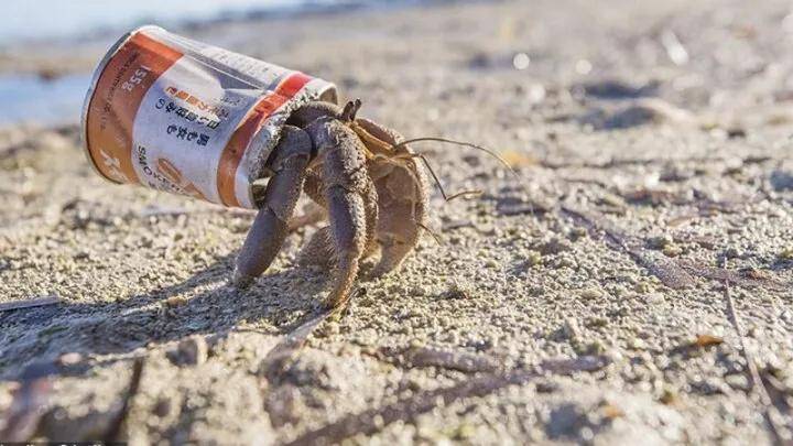 艺术家为寄居蟹打造透明居所网友奇迹蟹蟹环游世界