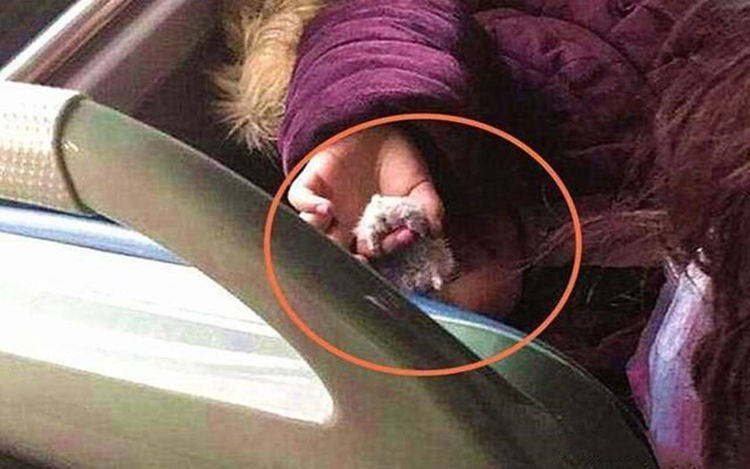 原创5岁小女孩在公交上玩仓鼠弄得全车厢鸡犬不宁宝妈胆子真小