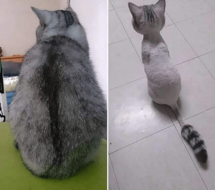 再看上面这只剪毛前是大可爱,看着背影都觉得可爱的憨憨.