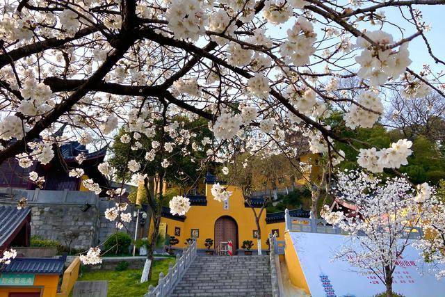 赏花胜地，樱花大道！南京这一景区，香火旺盛，已有1700多年历史
