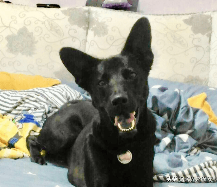 田园犬永远不会背叛你 小主人离开它实现 它急疯了 弟弟 狗狗 布雷迪