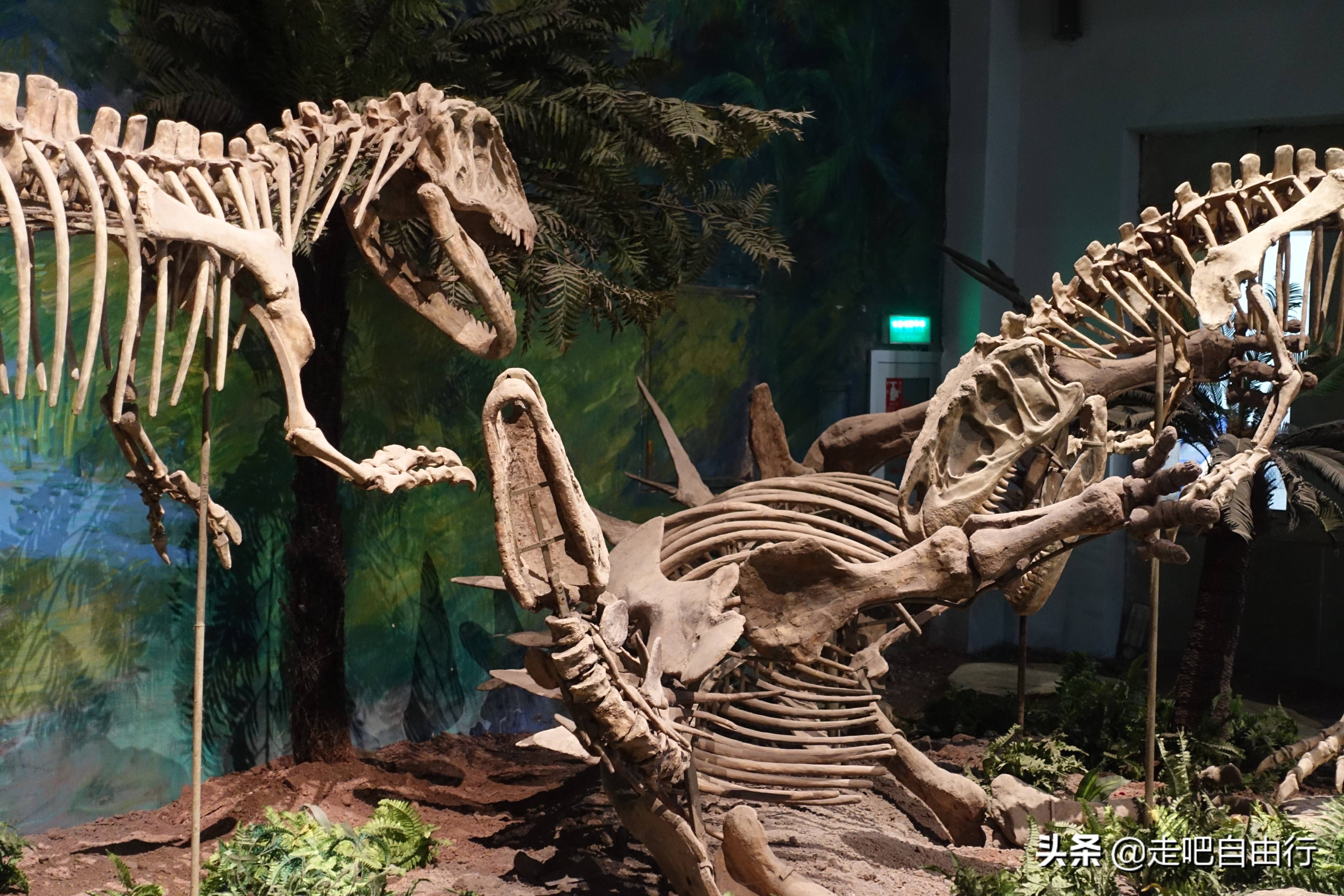 四川隆昌发现恐龙化石图片