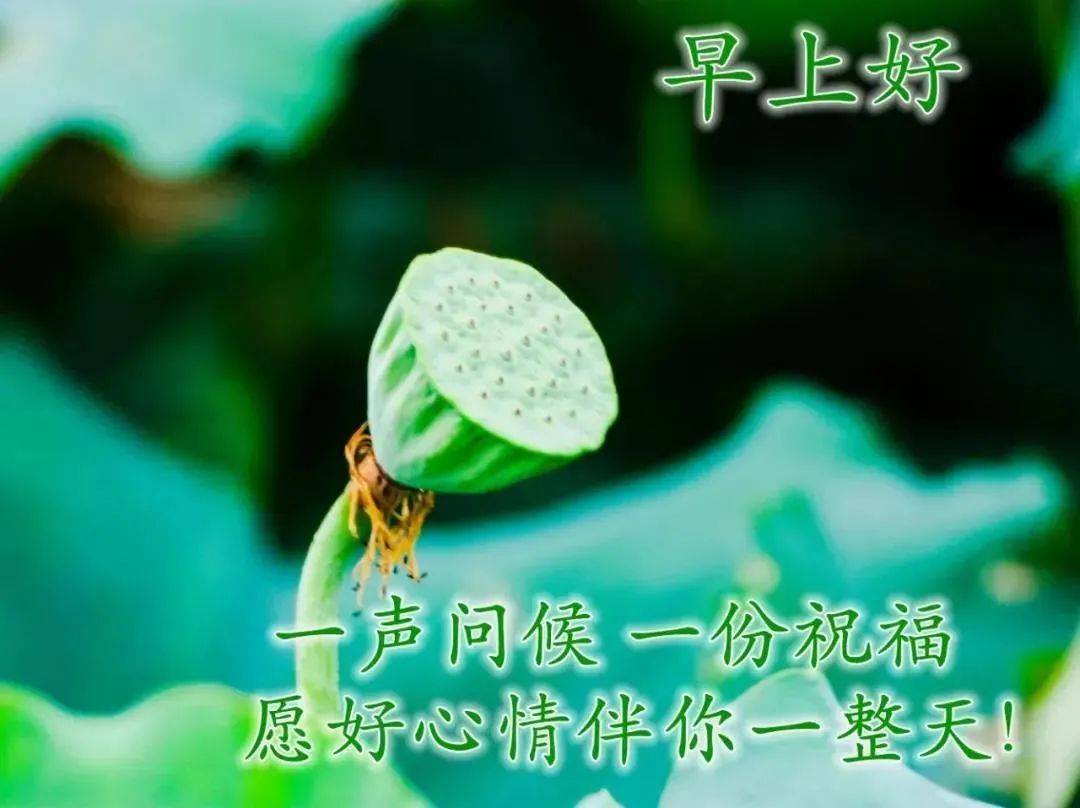 原创8张最新美丽风景早上好图片带字带祝福语漂亮夏天风景早安问候