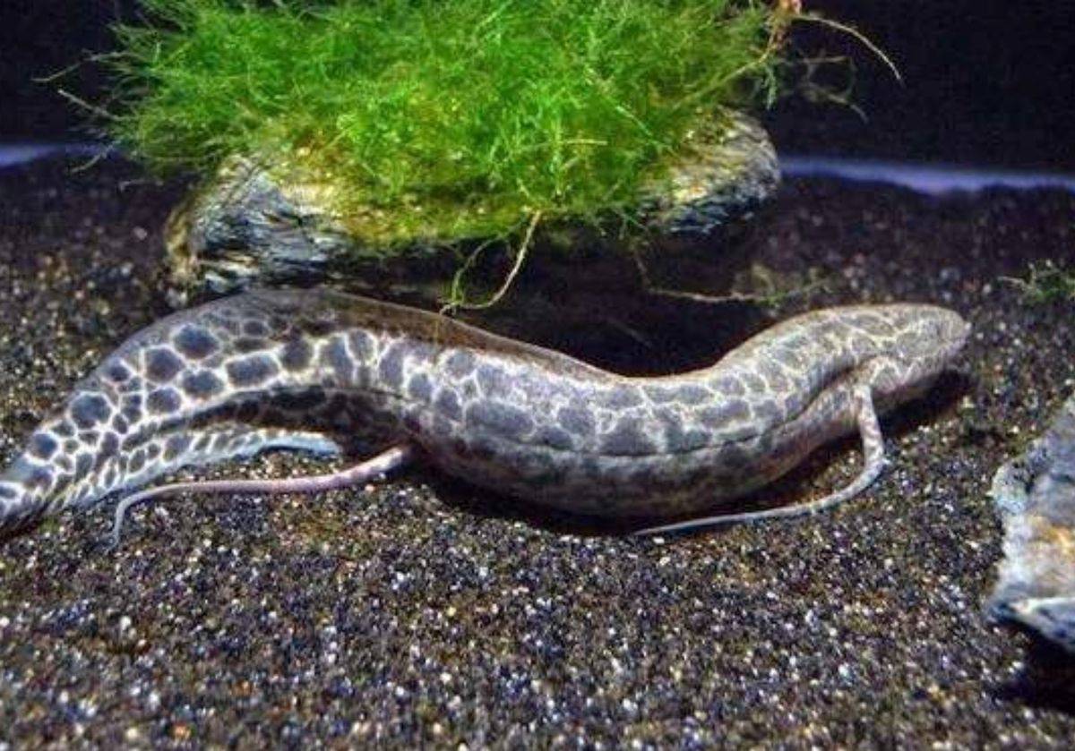 肺鱼_陆地上_时候