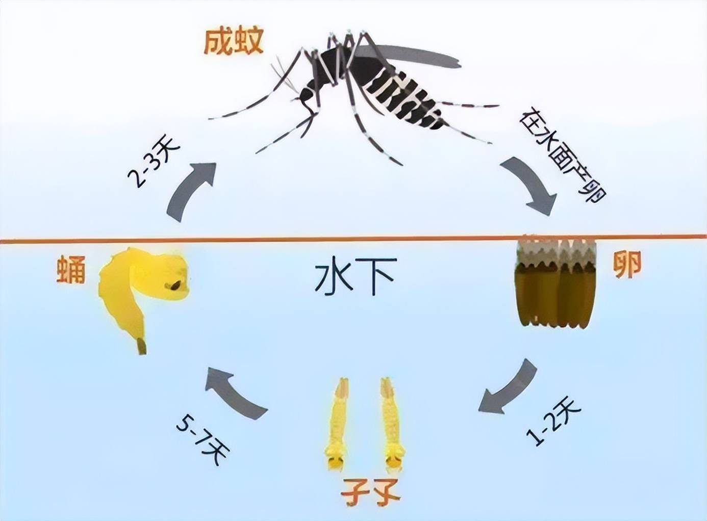 原创蚊子吸血时为何不偷偷的反而在我们耳边嗡嗡叫不怕被打吗