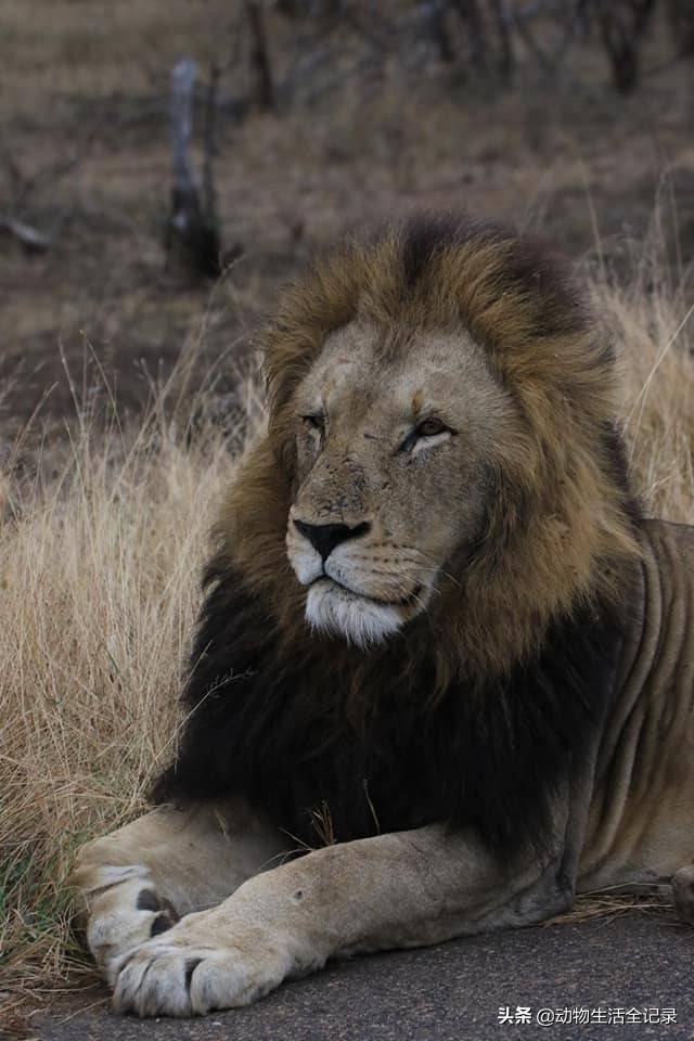有记录以来的父子联盟,除了东非的卡里父子雄狮联盟,南非时间最长的