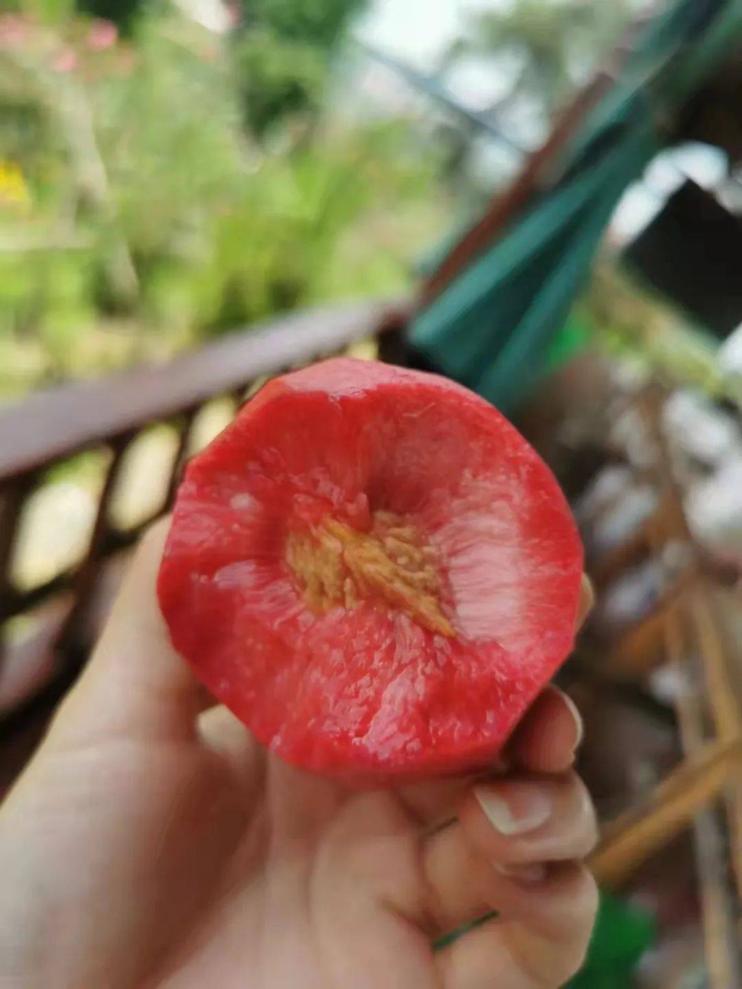 甜到心田的狗血桃成熟了梁子湖畔的泉天牡丹花谷让你大饱口福