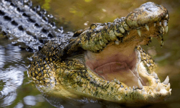 澳科学家发现史前鳄鱼新物种"沼泽之王",曾占据食物链的顶端_news