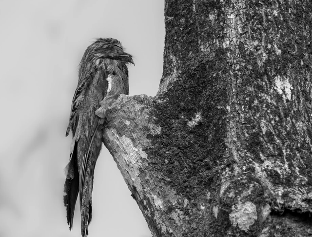 和树干融为一体叫声嘶哑恐怖大林鸱为何被称为鬼鸟