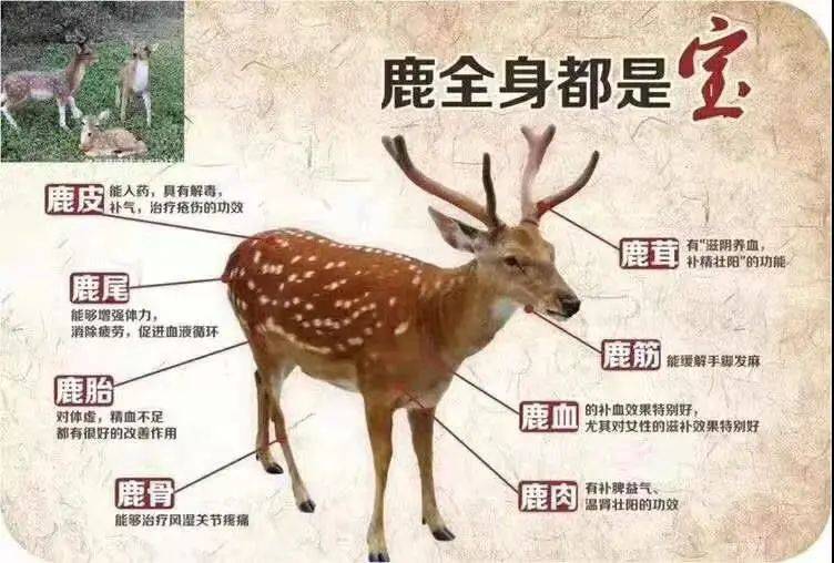 人参鹿茸血酒的价值