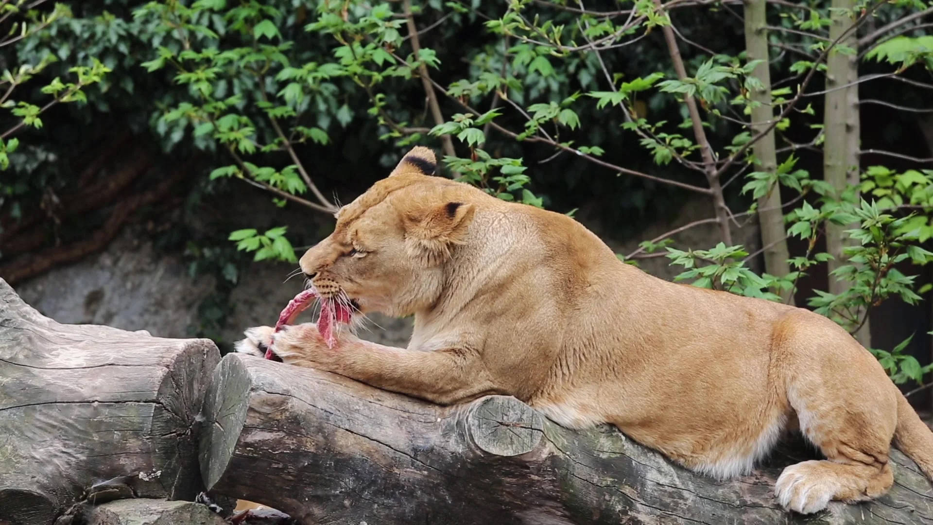 原创狮子比猫还便宜国外动物园的狮子互相送没人要表示养不起