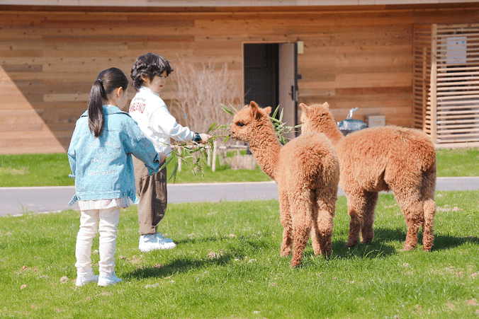 萌宠乐园为何能迅速"走红",到底具有什么优势?_动物园_项目_安全距离