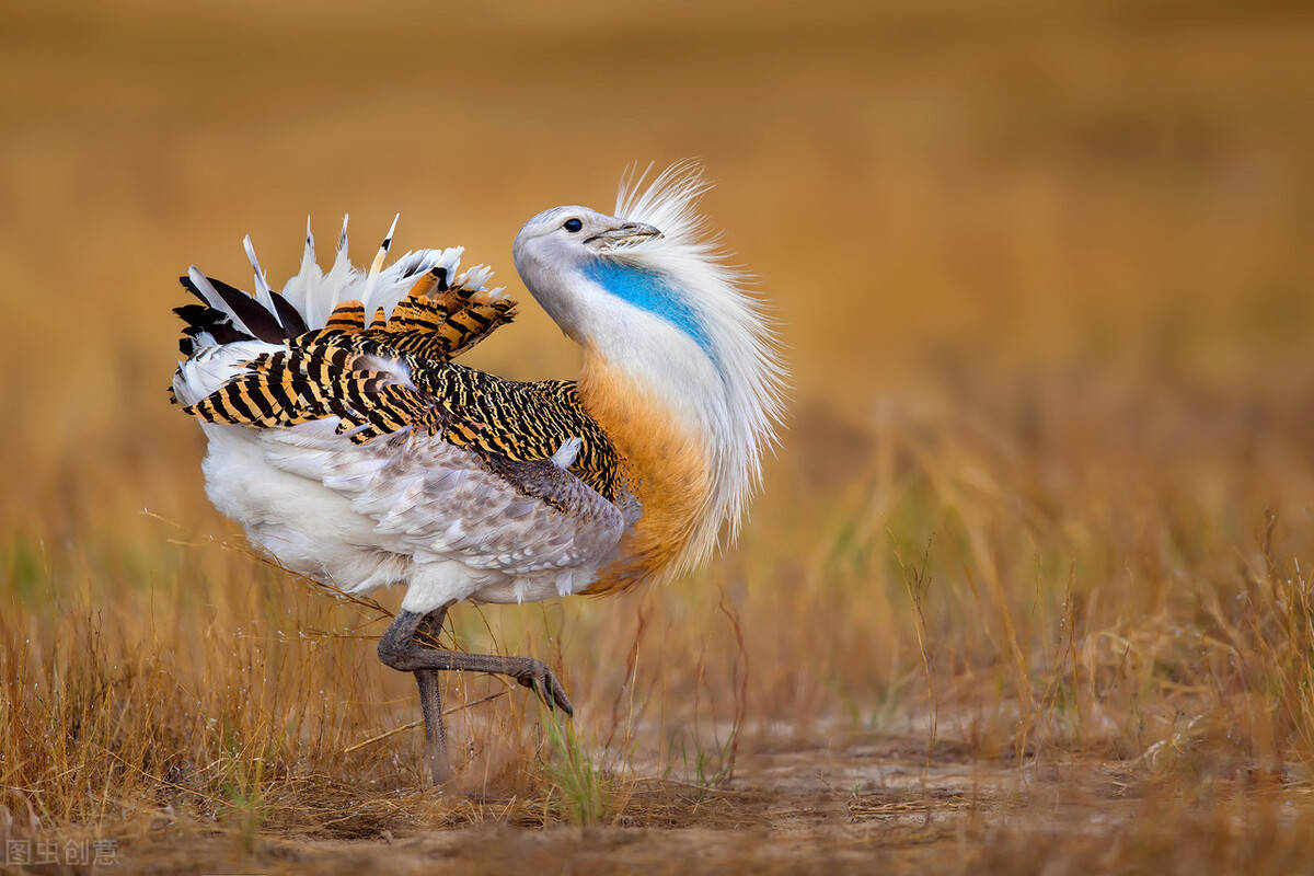 大鸨鸟炫耀式求偶交配,累到体重暴瘦,飞都飞不起来_机会_自然_鸟儿