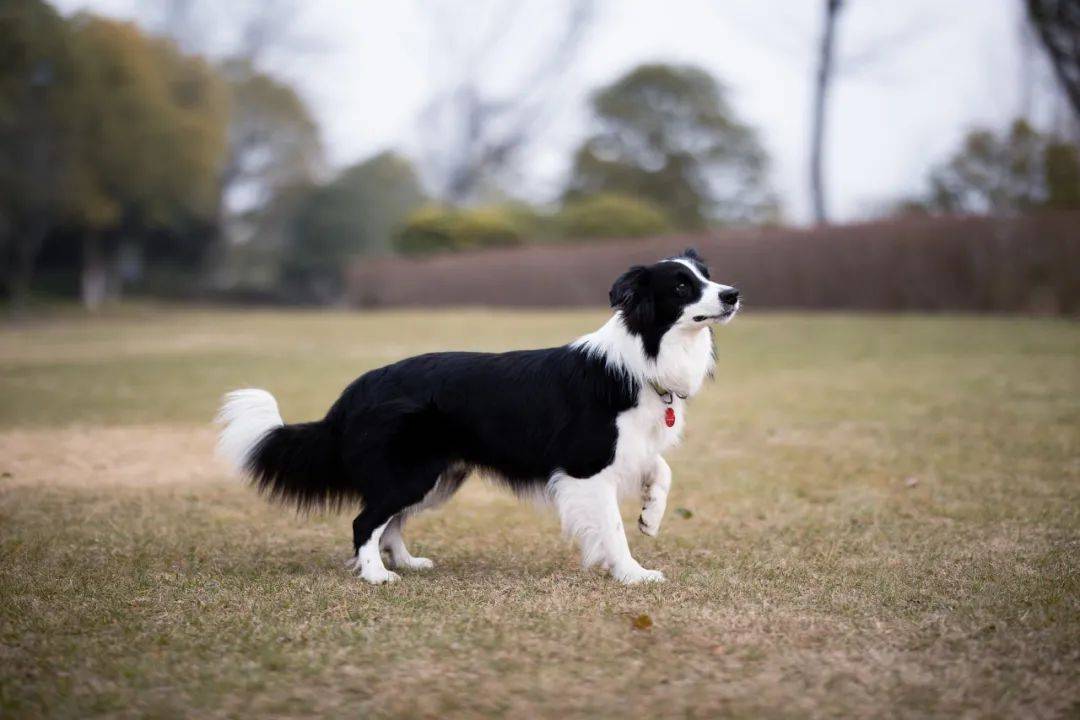 伊维菌素 柯利犬图片