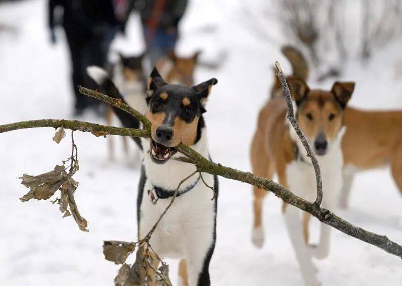 百科短毛牧羊犬低调的女王挚爱