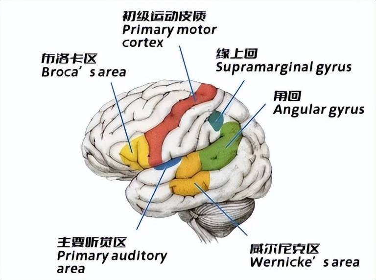 这是因为孩子爱说话,大脑中负责语言的布罗卡和威尔尼克区之间的神经