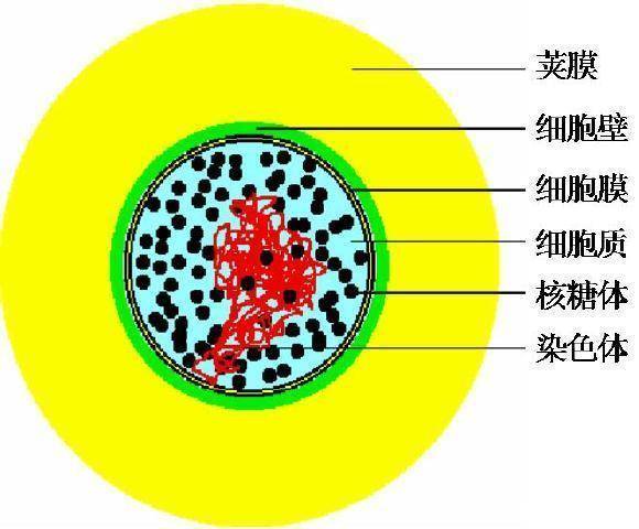 发菜是国家一级保护植物,但为什么有人说,它实际上并不是植物?