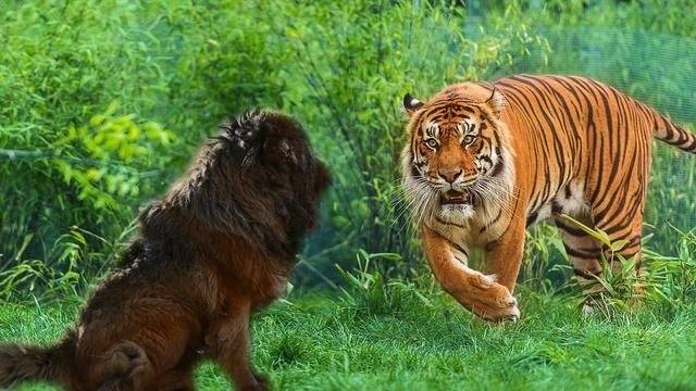 杭州動物園出逃金錢豹被狗咬死謠言10只搜救犬可能咬死豹子嗎