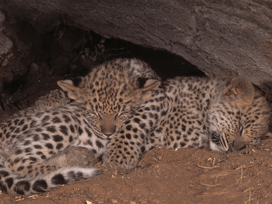 杭州转塘67疑67现身一只豹子,人遇到咋办?_生物_科莫多_情况