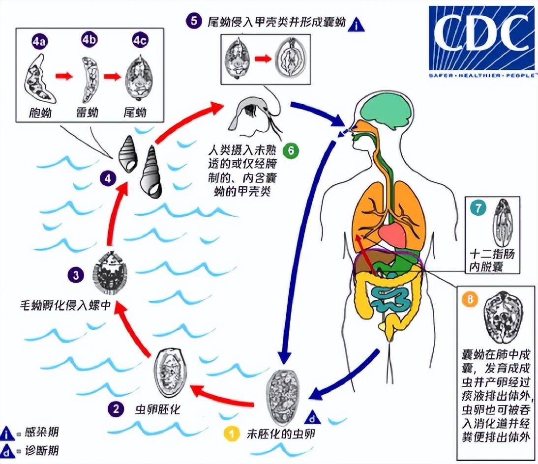 医生:夏天游泳吃饭要注意_寄生虫_阿米巴_大脑