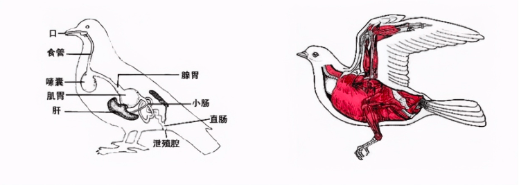 鸵鸟泄殖腔图片