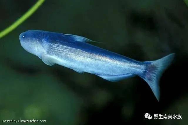 每天认识一种南美鱼5蓝鲛鲸