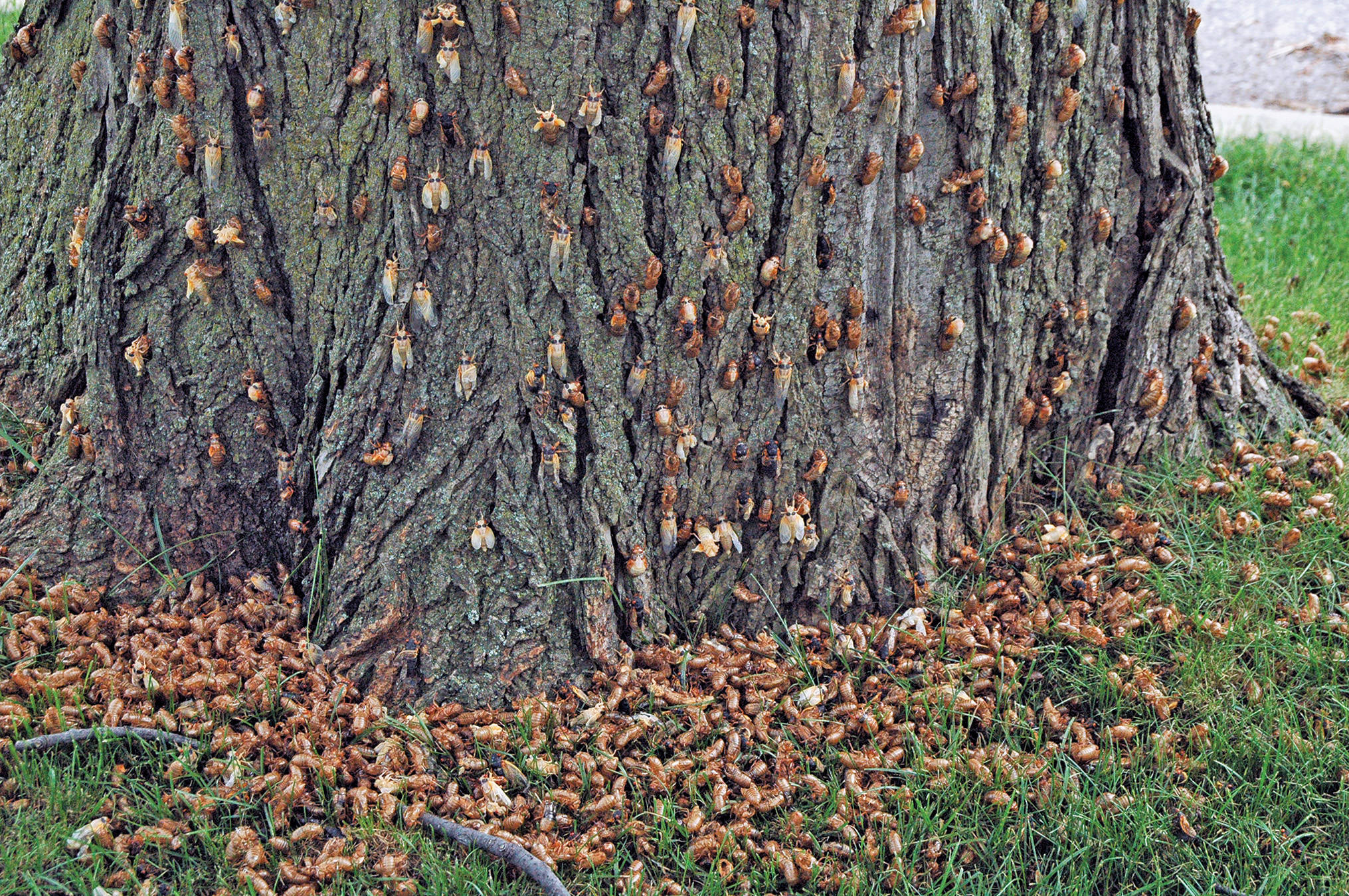 原创2004年扰乱美国15个州今年5月再度出现红眼蝉为何成灾