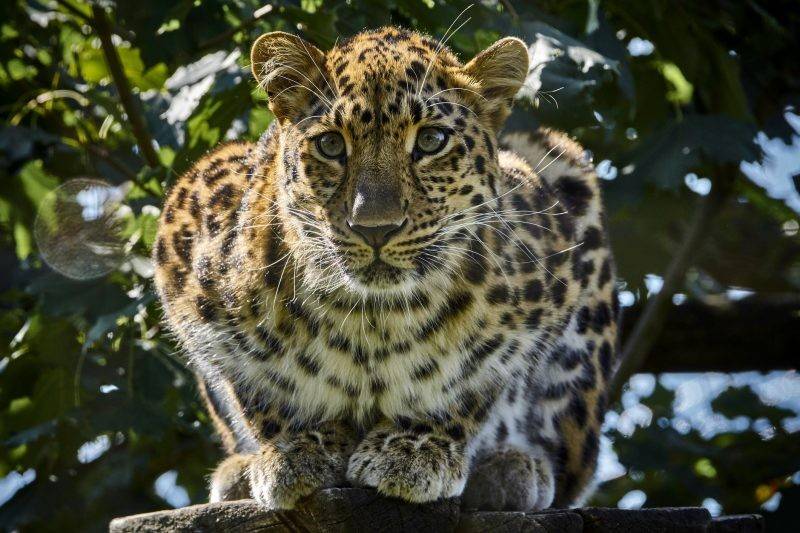 原创杭州转塘1动物疑被豹咬死当地食物丰富豹子或许留恋想做窝