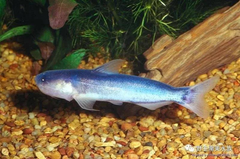 每天认识一种南美鱼5蓝鲛鲸