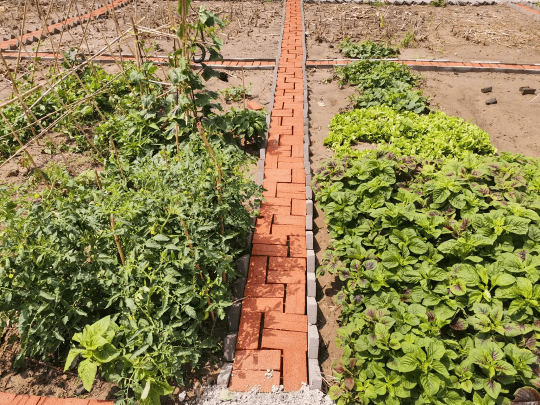 红砖砌菜菜园子图片