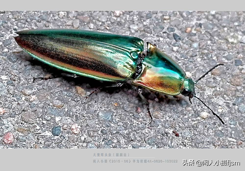 原创你见过吗叩头虫据说用手指按住虫身腹部时它会做出叩头状