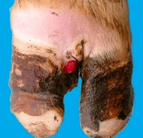 发病时, 前肢交叉负重,常长时间卧地,牛吃食时常以腕关节跪在地上采食