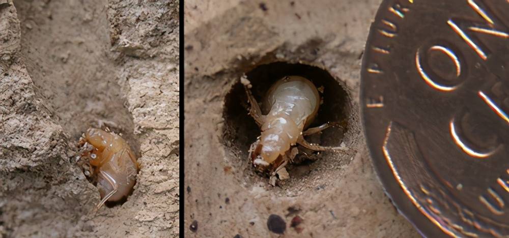 原创数十亿只蝉将席卷美国为了这一天它们在地下潜伏了17年