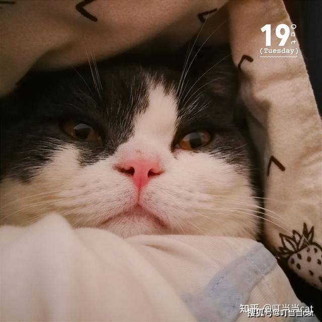 猫咪穷养揭秘 这些东西不要再买啦 驱虫 吃喝 我家