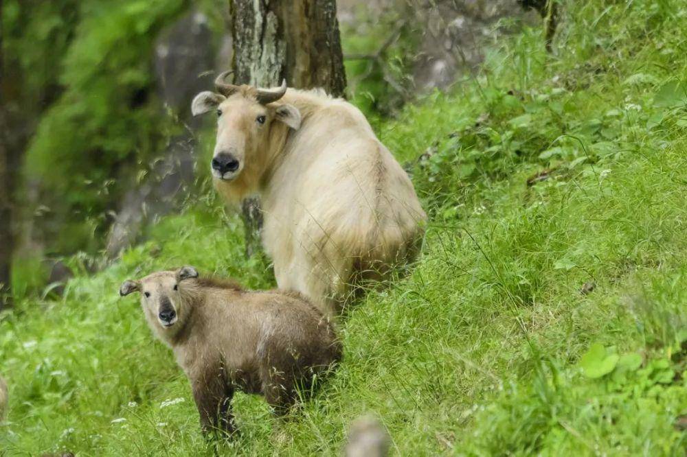 原創動物界的四不像首次現身四川天全喇叭河是國保級動物