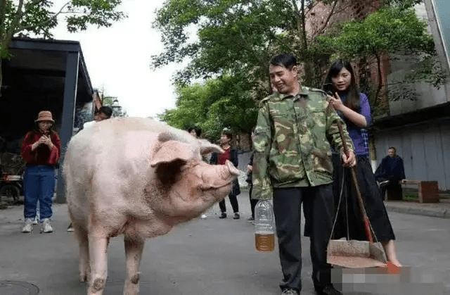 14岁“猪坚强”已进入生命晚期,快不行了,养猪人:抗震奇迹_搜狐网