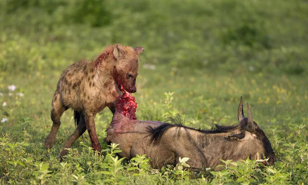 非洲二哥鬣狗的掏肛之路