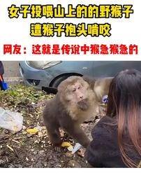 如果被一只猴子咬住不放，该怎么办？