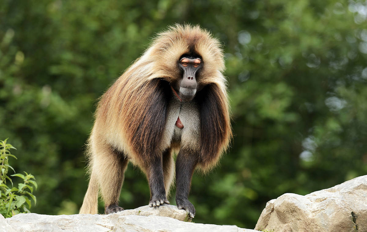 几百万年来,狮尾狒狒经历五次物种大灭绝,依然生存在非洲大陆上,生存