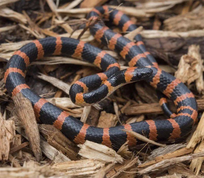 科普最详细的北京蛇类介绍就在这里下