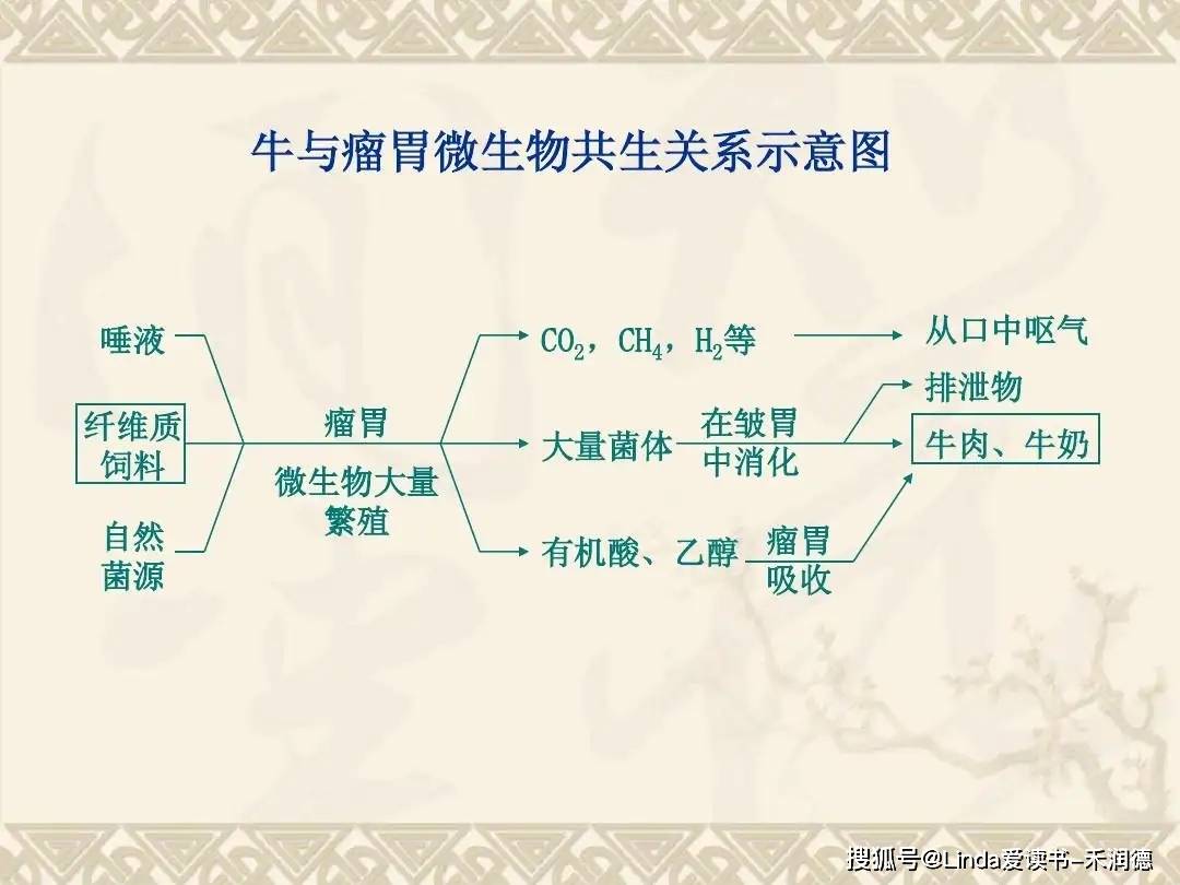 反刍动物的瘤胃是一个由细菌,原虫,真菌组成的微生物生态系统,像一个