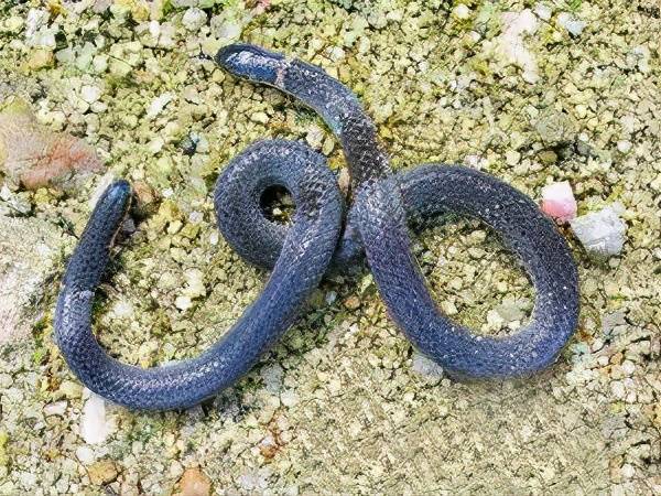 原创尖尾两头蛇看似两个头实则1个头体型小的无毒蛇