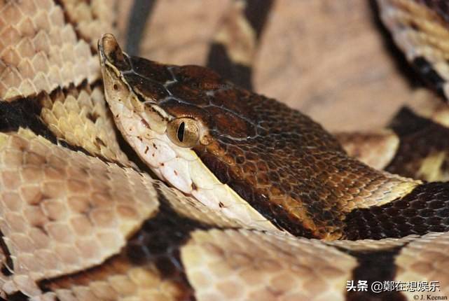 十大冷血动物 毒蛇图片